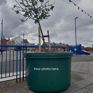 Photo Competition Blyth Town Council Planters